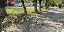 Свежие новости: В Николаеве для обустройства велодорожки срубят около 70 деревьев