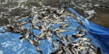 Фото новости: Николаевская область стала одним из лидеров по зарыблению водоемов в 2018 году Свежие новости: Николаевская область стала одним из лидеров по зарыблению водоемов в 2018 году