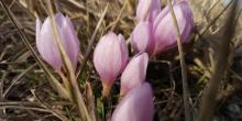 Фото новости: В Херсонской области цветут подснежники и крокусы Свежие новости: В Херсонской области цветут подснежники и крокусы