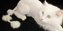Свежие новости: В Николаевских аптеках появится успокоительное - белые коты