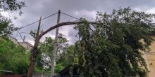 Фото новости: В Одессе сломанное дерево неделю висит на проводах Свежие новости: В Одессе сломанное дерево неделю висит на проводах