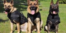 Свежие новости: США передали бронежилеты для украинских собак, несущих службу на границе