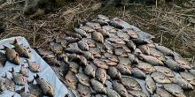 Свежие новости: Браконьєр на Інгулі виловив рибу на понад 160 тисяч: поліцейські затримали порушника