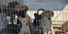 Свежие новости: На счету «Центра защиты животных» в Николаеве осталось ₴70 тысяч