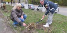 Свежие новости: Николаевцы высадили клены на недавно созданной «Аллее автомобилистов»