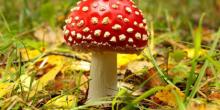 Свежие новости: За неделю в Украине зарегистрировано два случая отравления грибами