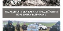 Свежие новости: На Миколаївщині у полезахисній лісосмузі чоловік незаконно зрубив дуб,