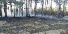 Свежие новости: Неизвестные подожгли Матвеевский лес – пламя охватило хвойный молодняк
