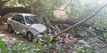 Свежие новости: В Николаеве на припаркованный возле стоматологии автомобиль упало дерево