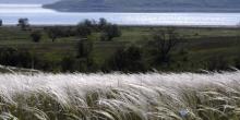 Свежие новости: Зацвел символ украинской степи: на Тилигуле потянулся к солнцу ковыль