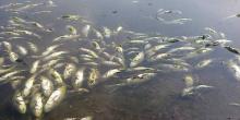 Свежие новости: ВИДЕО: Под Одессой массово гибнет рыба