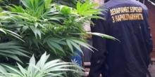 Свежие новости: В Вознесенском районе задержали наркоторговцев: плантации конопли посреди двора