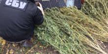 Свежие новости: СБУ накрыла на Николаевщине группировку, которая занималась сбытом элитной конопли по всей Украине