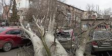 Свежие новости: В Николаеве огромное дерево упало на несколько автомобилей