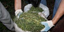 Свежие новости: 29-летний житель Новогродовки собрал наркоурожай
