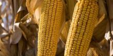 Свежие новости: В Украине ожидают рекордный урожай кукурузы