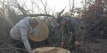 Свежие новости: В Первомайском районе браконьеры срубили более 40 дубов - ущерб составил почти 1 миллион гривен