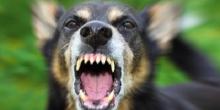 Свежие новости: Смерть на Николаевщине после укуса собаки: Госпотребслужба не фиксировала факт бешенства