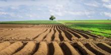 Свежие новости: Уряд компенсуватиме фермерам частину витрат на насіння