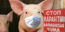 Свежие новости: На Николаевщине очередная вспышка африканской чумы свиней - введен карантин