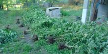Фото новости: В Вознесенском районе у мужчины дома нашли 44 куста конопли Свежие новости: В Вознесенском районе у мужчины дома нашли 44 куста конопли