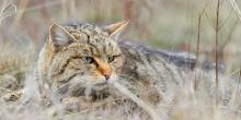 Свежие новости: Редкого лесного кота обнаружили в заповеднике на Тернопольщине