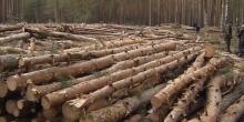 Свежие новости: В Украине уменьшились незаконные рубки леса - СМИ