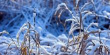 Свежие новости: В Николаевской области утром 17 и 18 ноября может выпасть первый снег, – синоптики