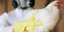 Свежие новости: Под Николаевом обнаружили новую вспышку птичьего гриппа