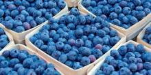 Свежие новости: Крупнейший производитель голубики экспортировал тысячу тонн ягод в Европу