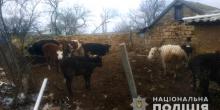 Свежие новости: Фермера из Одесской области накажут за издевательство над коровами