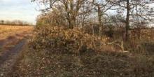 Свежие новости: Вместо газа топят дровами, или как уничтожаются лесополосы в Вознесенском районе