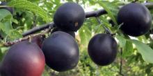 Свежие новости: В Николаевской области собрали урожай черных абрикосов