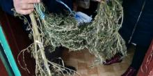 Фото новости: Полицейские изъяли более килограмма высушенного каннабиса у супругов с Новобугского района Свежие новости: Полицейские изъяли более килограмма высушенного каннабиса у супругов с Новобугского района