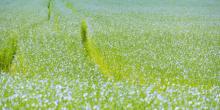 Свежие новости: На Николаевщине лен становится альтернативой подсолнечнику