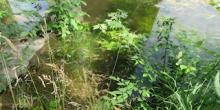 Свежие новости: У Вознесенському районі спостерігається сповільнення підняття рівня води у Південному Бузі
