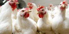 Свежие новости: Курятине прогнозируют лидерство на мировом мясном рынке