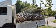 Свежие новости: У Вознесенську оновлюють зелені насадженя