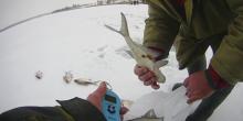 Фото новости: На Николаевщине за сутки рыбоохранный патруль зафиксировал нарушений на 13 тыс грн Свежие новости: На Николаевщине за сутки рыбоохранный патруль зафиксировал нарушений на 13 тыс грн