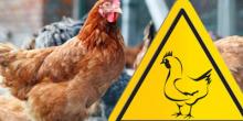 Свежие новости: Повторно виявлено грип птиці в Арбузинському та Миколаївському районах