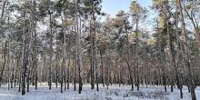 Фото новости: У Миколаєві судять двох чоловіків, які викрали 23-річну дівчину, побили її та вивезли до лісу Свежие новости: У Миколаєві судять двох чоловіків, які викрали 23-річну дівчину, побили її та вивезли до лісу