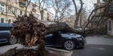 Свежие новости: В Николаеве стихия повалила 454 дерева: больше всего в Корабельном районе