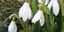 Свежие новости: Теплый январь: на юге Одесской области зацвели подснежники