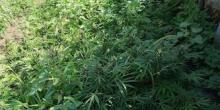 Свежие новости: В Веселиново мужчины выращивали  770 наркорастений конопли