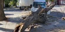 Свежие новости: В Николаеве фургон врезался в легковушку и снес дерево