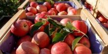 Фото новости: Украина нарастила экспорт плодов и ягод Свежие новости: Украина нарастила экспорт плодов и ягод