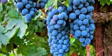 Свежие новости: Нынешний урожай винограда в Грузии может оказаться рекордным за три десятилетия