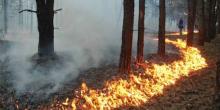 Свежие новости: В Вознесенске горит лес!