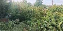 Свежие новости: Полиция продолжает закрывать наркоплантации в Вознесенском районе – на этот раз изъяли 6 килограммов каннабиса