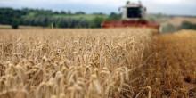 Свежие новости: Украина уже исчерпала квоту 2020 года на экспорт пшеницы